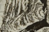 Polished Mesoproterozoic Stromatolite - Siberia #179998-1